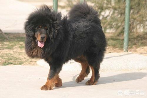 鬼面藏獒图片:鬼獒和藏獒到底有没有关系？鬼獒真的存在吗？