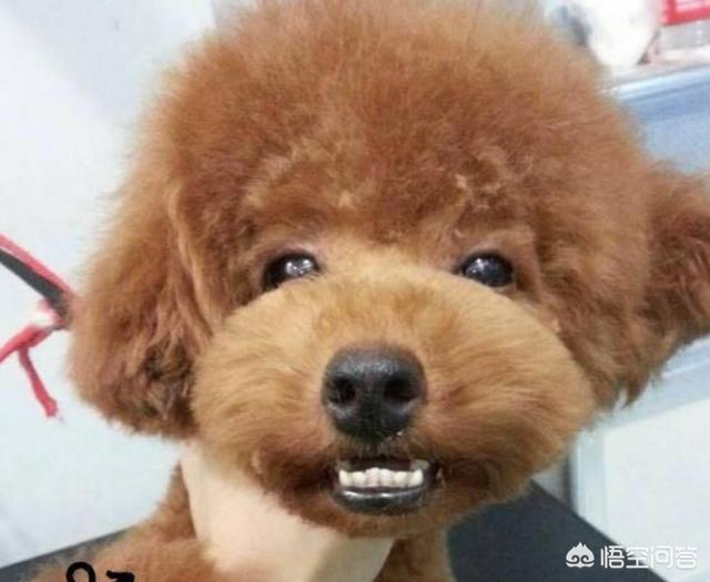 泰迪价格:巨型泰迪多少钱一只？好养吗？