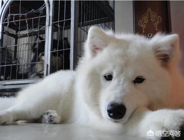 萨摩怎么喂狗粮:萨摩吃什么可以改善毛色？