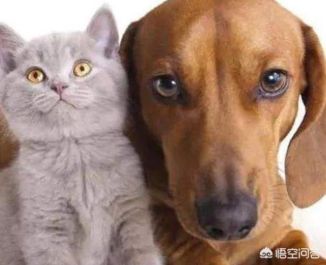 恋爱猫猫在一起游戏答案:为什么有的人有了猫后不想谈恋爱了？