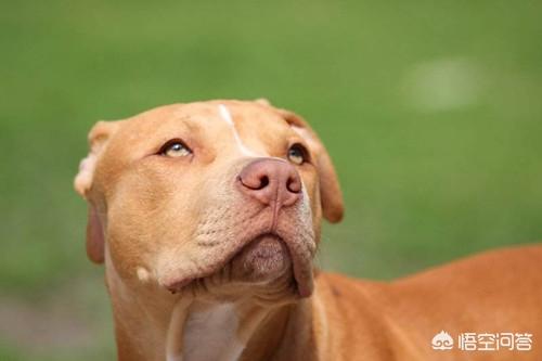 皮特犬怎么训练:比特犬几个月能训练咬口？