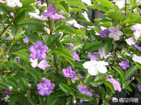 双色茉莉的水插方法:如何才能养好双色茉莉花？