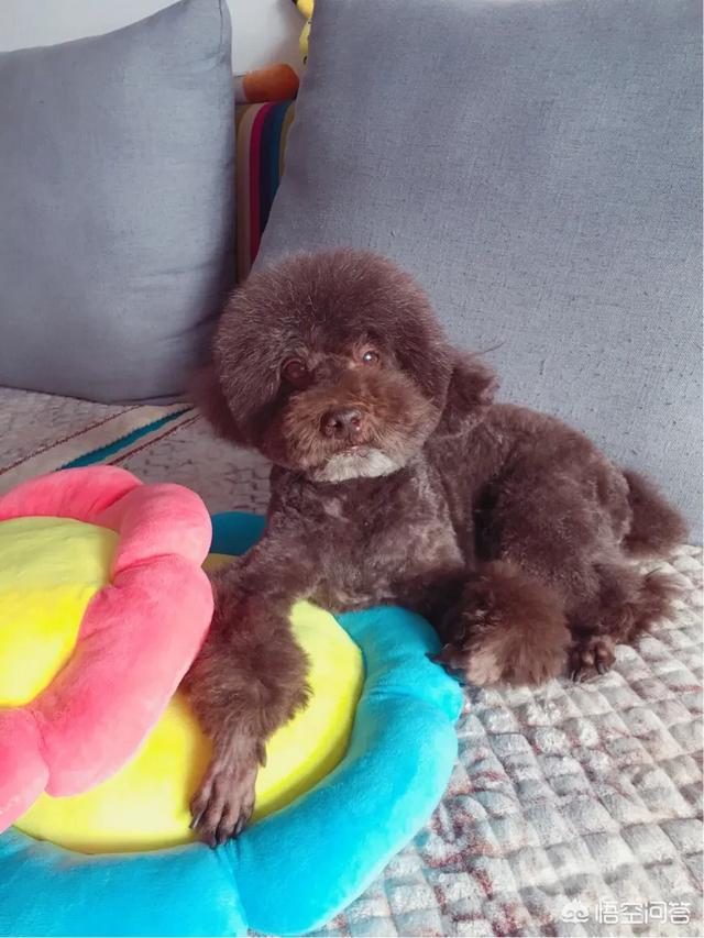 超萌小狗图片daquan:有什么萌萌的猫狗的图片分享吗？