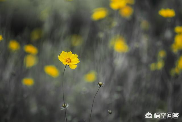 细叶美女樱:细叶美女樱是多年生吗 夏天拍微距，有哪些花卉或昆虫可以拍？