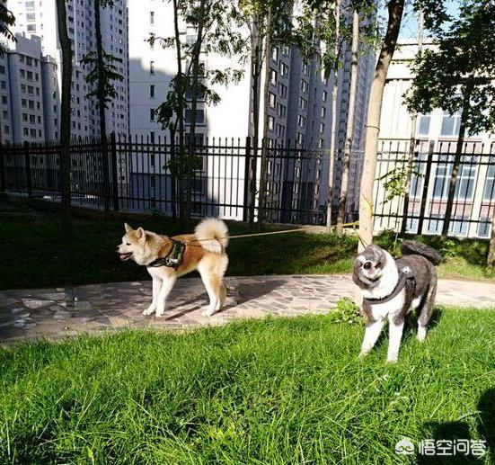 美系秋田犬吧:饲养秋田犬需要注意什么？