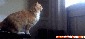 猫咪猎手:怎么从一窝猫咪中挑选出猫王？