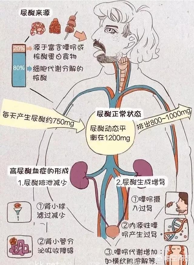 接骨木图片:马鞭梢如何料理比较好吃？