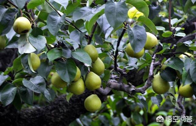 梨树的病虫害防治与管理，梨树各月份如何管理和防治病虫害