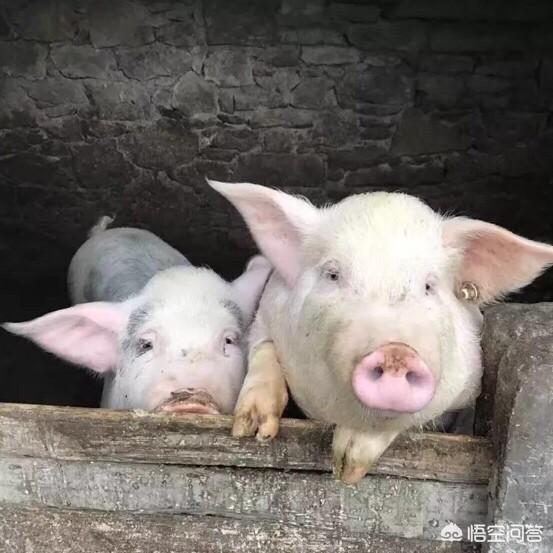 猪传染性胃肠炎:猪传染性胃肠炎怎么治 猪流行性腹泻到底是为什么？该怎么办？