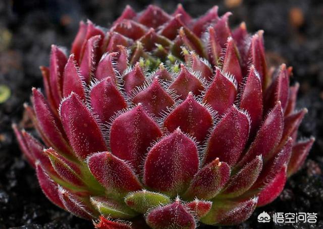 长生草属多肉植物图片:多肉植物长生草的精美图片 我家的观音莲都养了一年了怎么始终不长分枝呢？