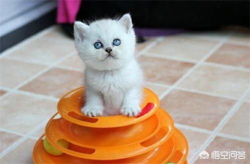 渐层猫吃什么可以让毛发变得柔亮？