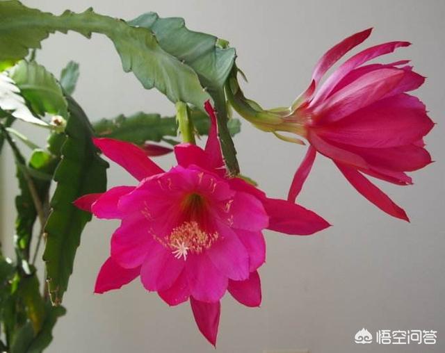 令箭荷花花芽:嫁接的令箭荷花为什么开不了花？