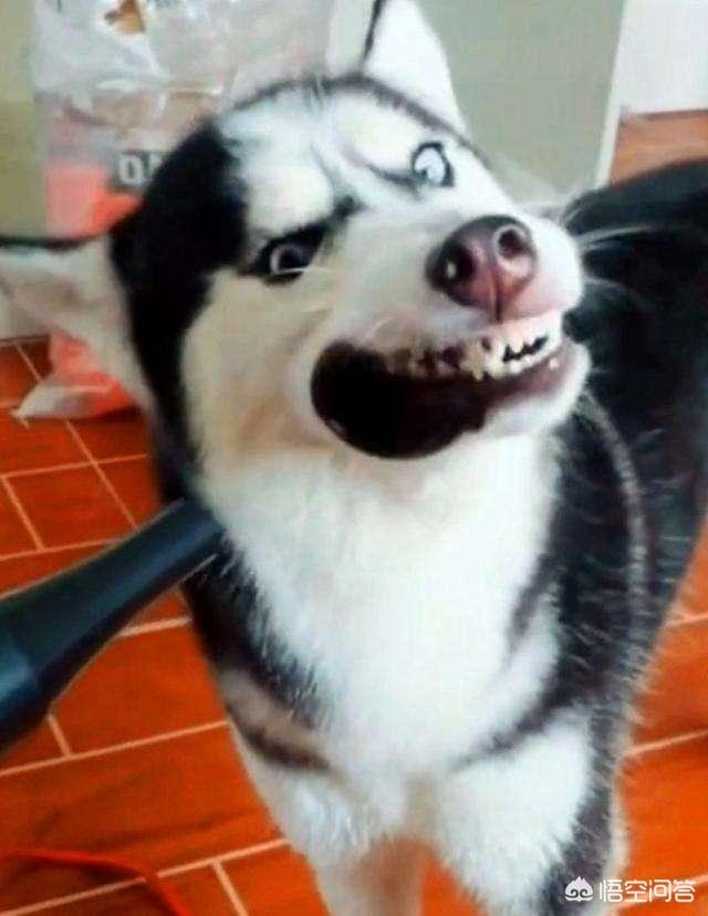 哈士奇标准:哈士奇的标准体重和肩高是多少？