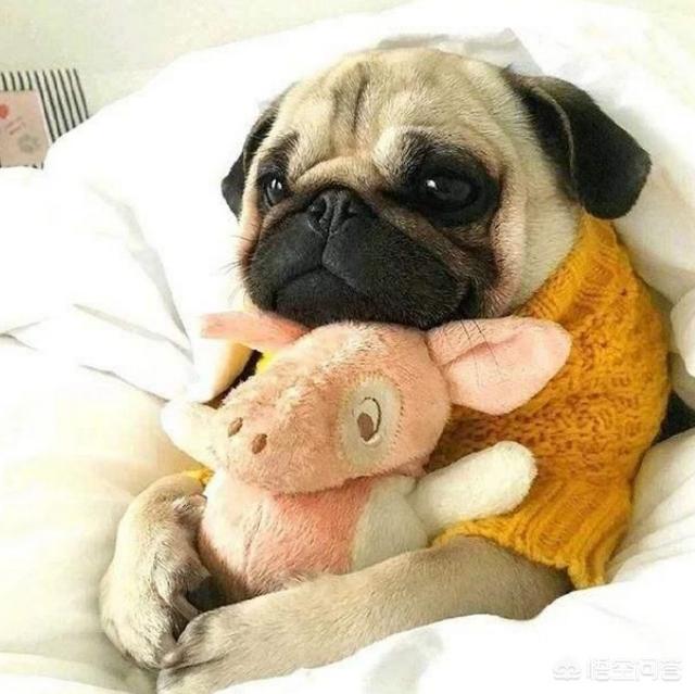 八哥狗好养吗古牧犬:法国斗牛犬和巴哥犬哪个好养？