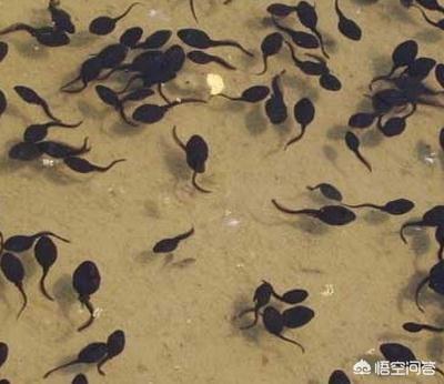 牛蛙蝌蚪:牛蛙蝌蚪阶段抵抗力差虫害多发，如何提高早期成活率？