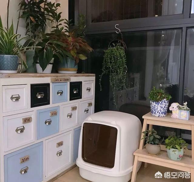 lovecat 植物猫砂:准备养一只猫，猫砂盆方面选择有哪些技巧？如何挑选？
