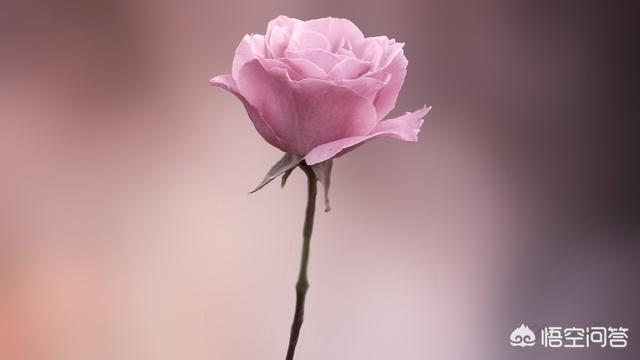 桃花源,伊甸园,乌托邦,诺亚方舟有什么区别？