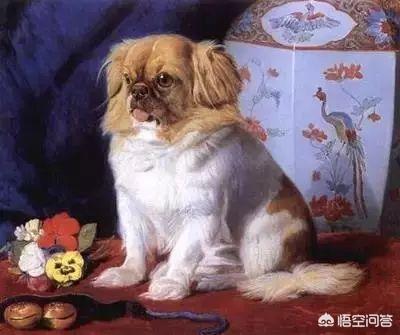 白色京巴狗的性格:京巴犬（北京犬）是什么情况？