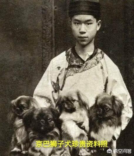 白色京巴狗的性格:京巴犬（北京犬）是什么情况？