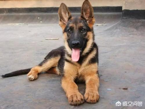 德牧幼犬图片:德国牧羊犬幼犬多少钱一只？