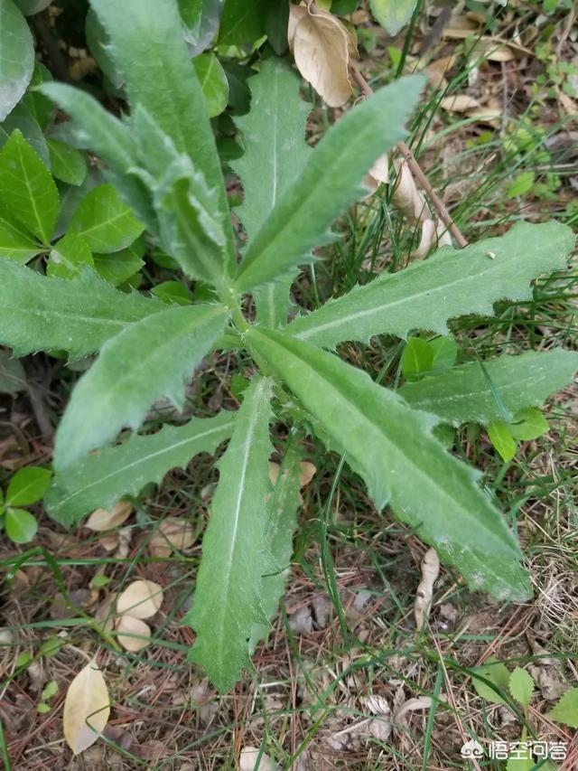 刺草 药用价值图片