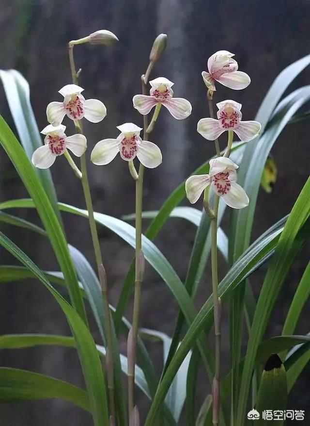 建兰:建兰该怎么养？多久才能开花？