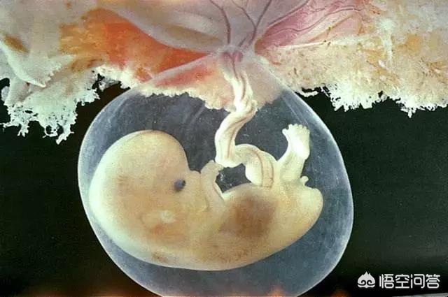 胎盘壮阳吗，为什么会有人吃孕妇的胎盘，真的有营养吗