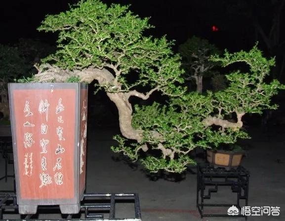盆景五大流派:做盆栽的话，需要什么样的技术？