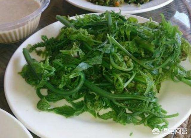 农村还能采到野蕨菜吗?可以有哪些做法?