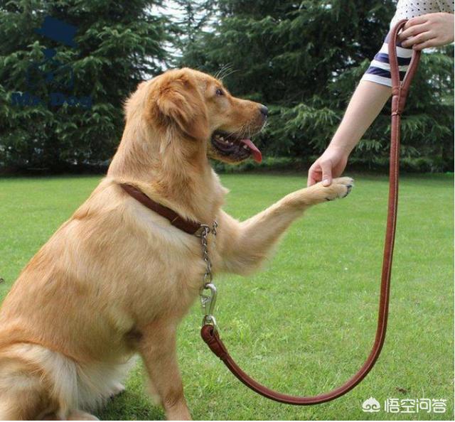 金毛寻回犬猫咪训练:金毛被人训练残了怎么办？