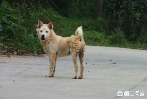 普宁市土狗图片:低价的中华田园犬，值得喂养吗？为什么？