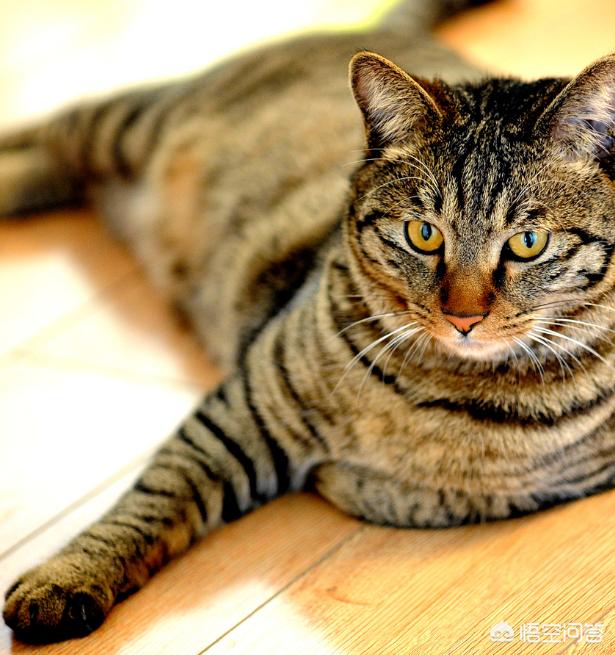加菲猫和美短哪个好养:什么品种的猫不易生病又好养？