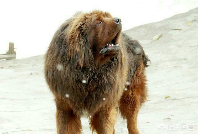 班克尔犬 蒙古獒:我国还有多少只大型獒犬？有何依据？