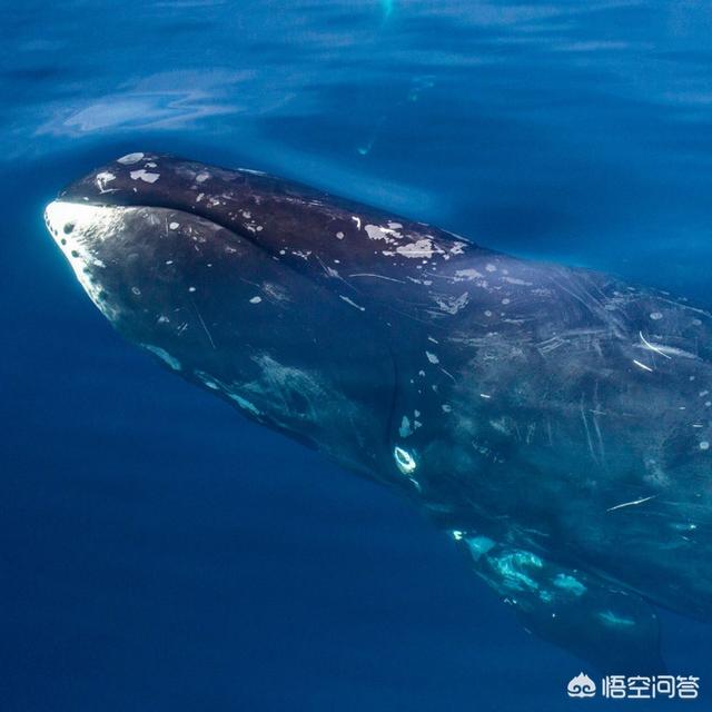犀牛鬣蜥长多大:哪种蜥蜴可以长到一米五需要多少钱买一条小的？