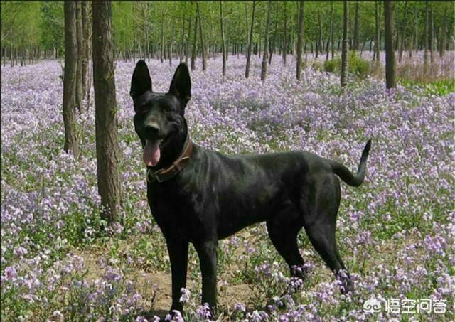 狼狗打架:我国哪种狼犬杀伤性最强？为什么？