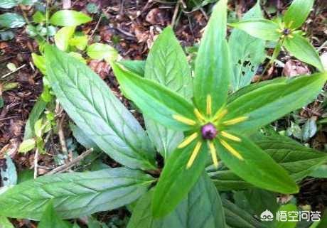蛇灭门种子多少钱一斤:为什么农村里，七叶一枝花明明不可以防蛇，还有人说可以？