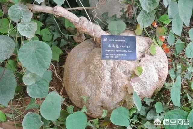 野生夹板龟怎么认:山乌龟上盆后几天浇水？山乌龟的种植方法是什么？