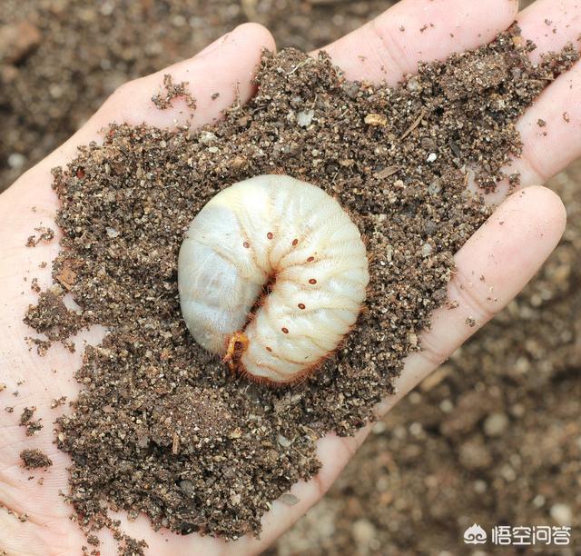 花生黑蚜虫怎么防治:花生白色腻虫是什么原因？