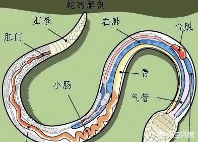 打蛇打七寸的七寸是指:农村人说在野外碰到毒蛇一定要打蛇的7寸有什么依据呢