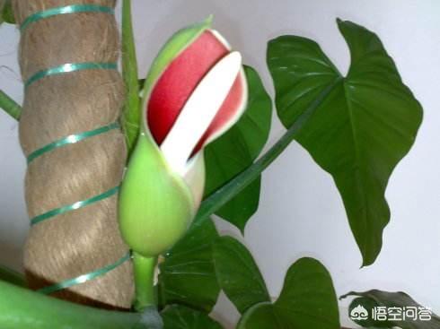 尸香魔芋花:绿箩开花很漂亮，养多长时间能开花