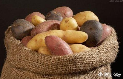 红薯属于粗纤维吗，红薯减肥吗，可以当作主食吃吗