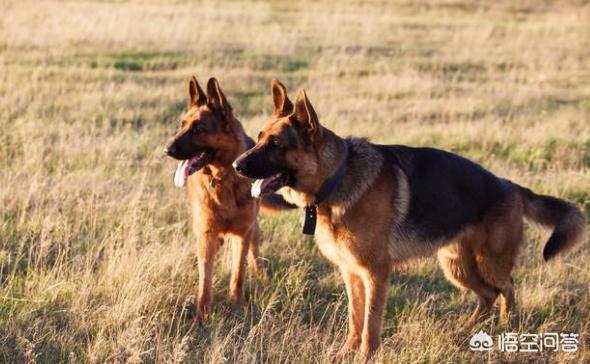 德牧幼犬多少钱一只:东德牧羊犬的价格多少钱？该怎么挑选幼犬？