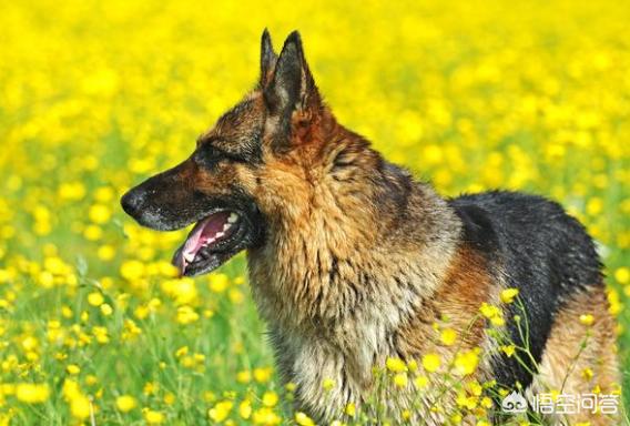 德牧幼犬多少钱一只:东德牧羊犬的价格多少钱？该怎么挑选幼犬？