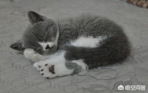 皇家宠物医院可以做便检吗:五个月英短猫每天拉稀怎么办，猫吐黄水，猫咪上吐下泻，怎么办？