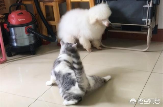 皇家奶糕罐头是主食罐吗:虎斑纹橘猫能吃人的食物吗，虎斑纹橘猫以什么为主食？