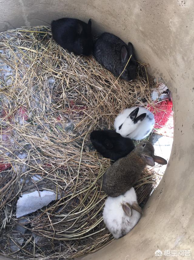 宠物兔拉肚子怎么配药:怀孕母兔拉肚子用什么药物呢？