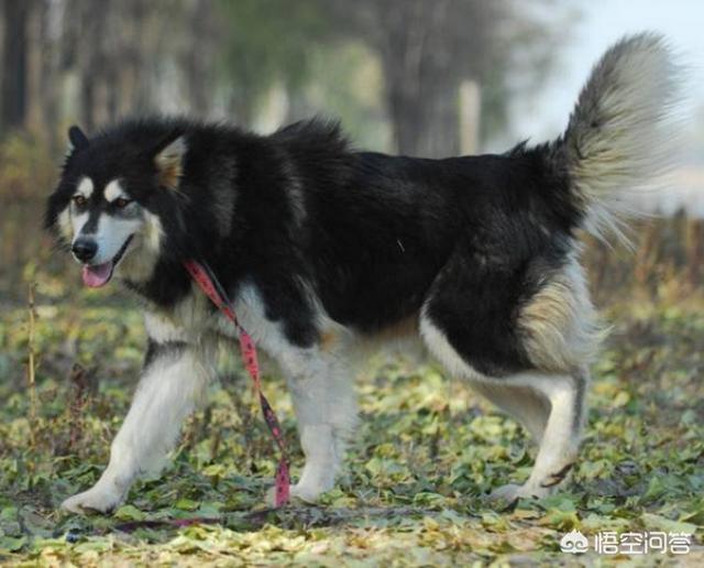 公阿拉斯加犬好养吗:阿拉斯加犬好养吗阿拉斯加雪橇犬怎么养？