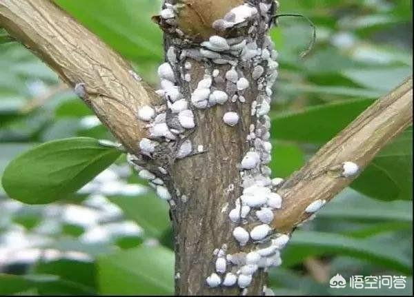 食用醋怎治花上白飞虱，蚧壳虫杀不尽有什么方法，高效迅速杀死蚧壳虫