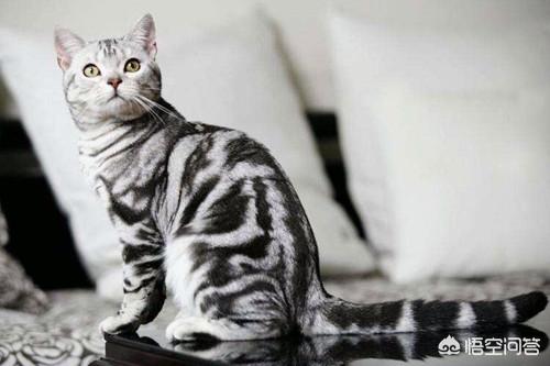 美短母猫会发腮吗？应该怎么做？