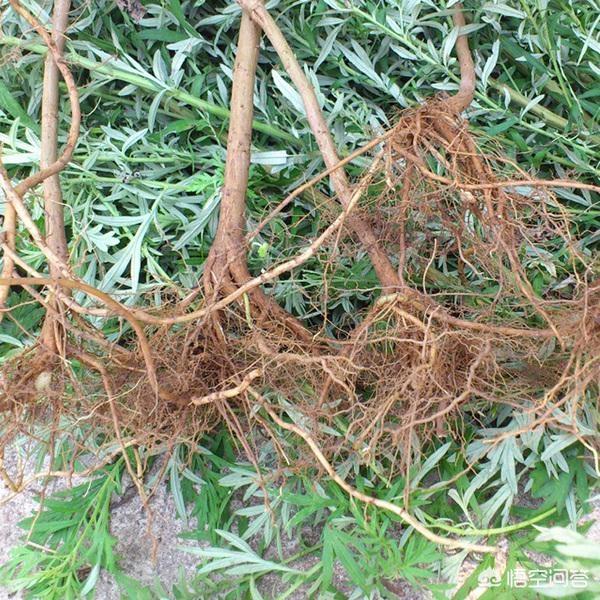 端午节从城市回老家的人多不多